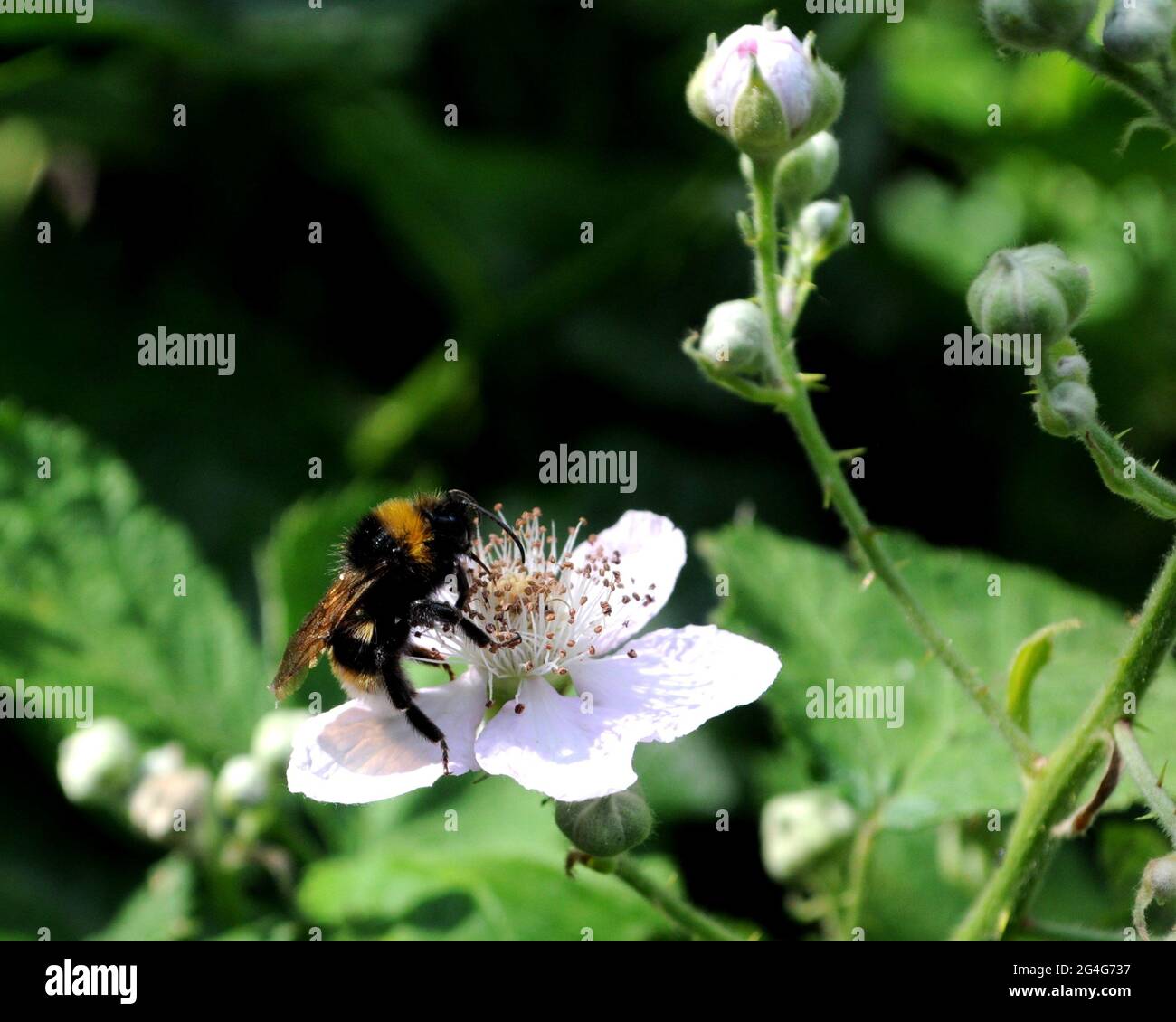 Kleine Gartenhummel (Bombus hortorum) auf Bramble (Rubus sp) Blume im Mill Hill Old Railway Nature Reserve, Barnett, London, Großbritannien. Stockfoto