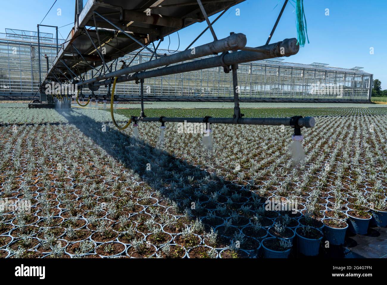 Gartenbaugeschäft, Bewässerung mit einem Sprinklersystem, Reisen auf Rädern im Freien, verschiedene Arten von Topfpflanzen wachsen hier, um in der verkauft werden Stockfoto