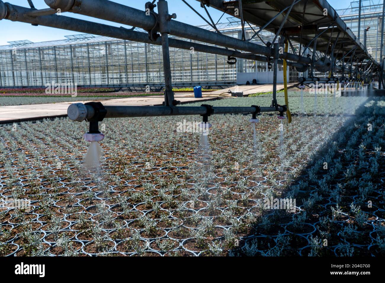 Gartenbaugeschäft, Bewässerung mit einem Sprinklersystem, Reisen auf Rädern im Freien, verschiedene Arten von Topfpflanzen wachsen hier, um in der verkauft werden Stockfoto