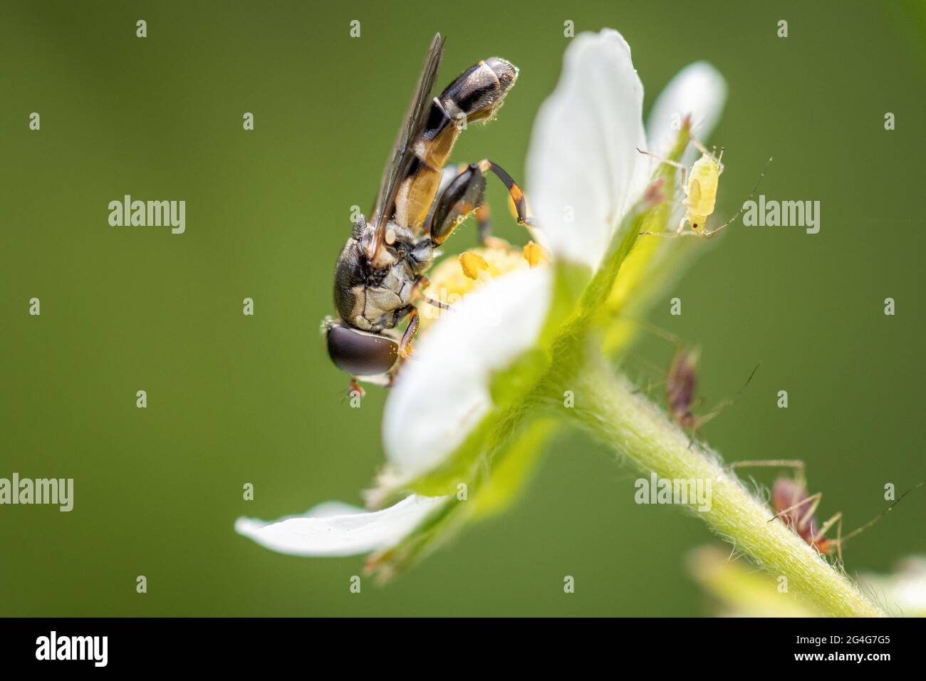 Dickbeinige Schwebfliege (Syritta pipiens) mit ihrer markanten, breiten Hinterhand-Femora auf einer Erdbeere und Pollenkörnern auf ihrem zusammengesetzten Auge (mit aph Stockfoto