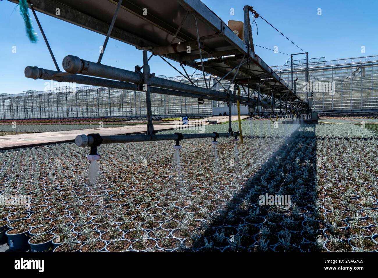 Gartenbaugeschäft, Bewässerung mit einem Sprinklersystem, Reisen auf Rädern im Freien, verschiedene Arten von Topfpflanzen wachsen hier, um in der verkauft werden Stockfoto