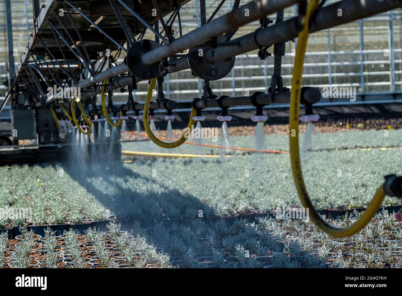Gartenbaugeschäft, Bewässerung mit einem Sprinklersystem, Reisen auf Rädern im Freien, verschiedene Arten von Topfpflanzen wachsen hier, um in der verkauft werden Stockfoto
