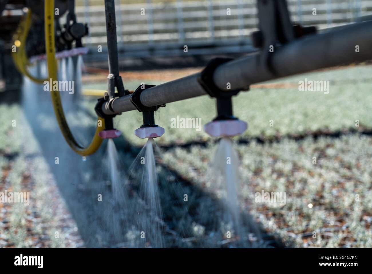 Gartenbaugeschäft, Bewässerung mit einem Sprinklersystem, Reisen auf Rädern im Freien, verschiedene Arten von Topfpflanzen wachsen hier, um in der verkauft werden Stockfoto