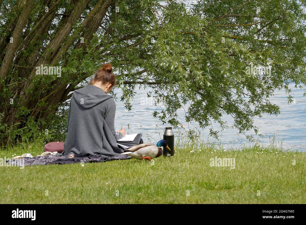 Junge Frau sitzt am Ufer des Bodensees in Kreuzlingen, Schweiz, unter einer Weide. Sie studiert. Eine Ente geht um sie herum Stockfoto