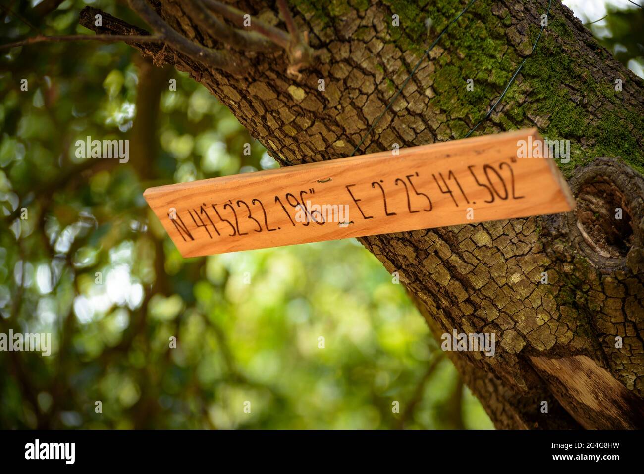 Detail der geographischen Koordinaten eines Baumes in einem Wald in Espinelves (Girona, Katalonien, Spanien) ESP: Detalle de unas coordenadas geográficas Stockfoto