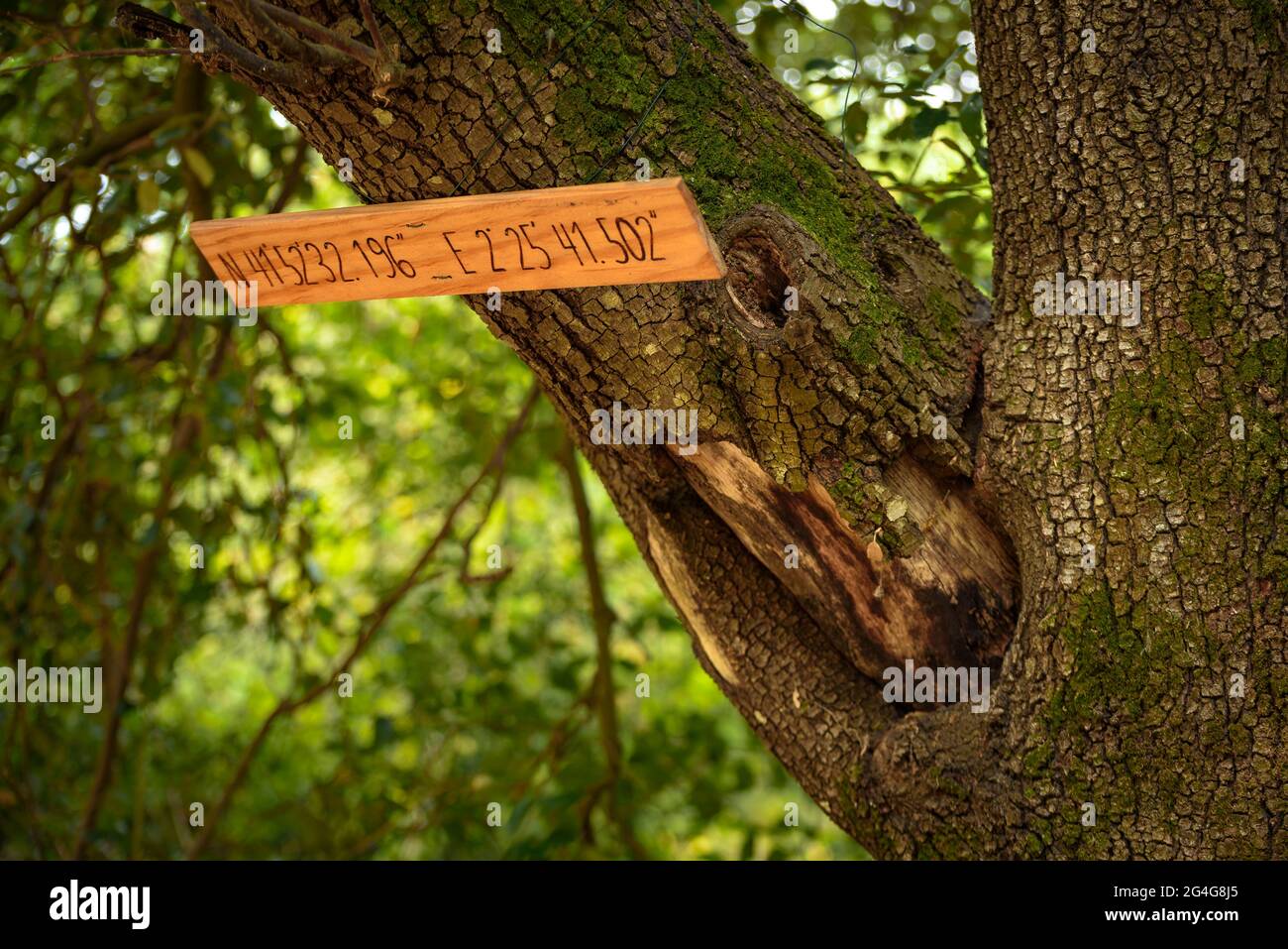 Detail der geographischen Koordinaten eines Baumes in einem Wald in Espinelves (Girona, Katalonien, Spanien) ESP: Detalle de unas coordenadas geográficas Stockfoto