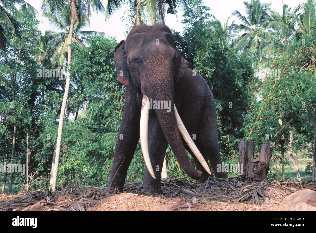 Sri Lanka. Pinnawala. Elefantenbulle (Elephas maximus maximus) Stockfoto