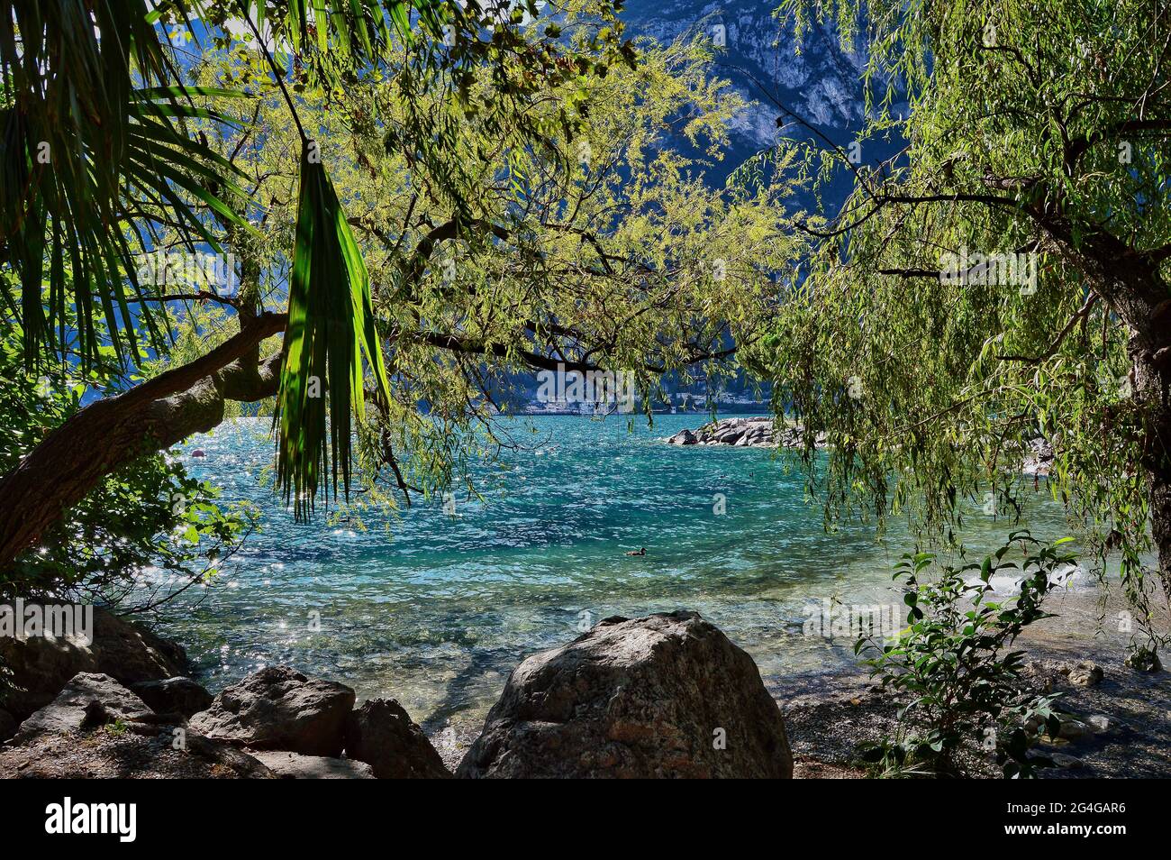 Tropisches, karibisches Flair am strand des gardasees mit Palmen, Bäumen, Steinen, türkisblauem Wasser Stockfoto