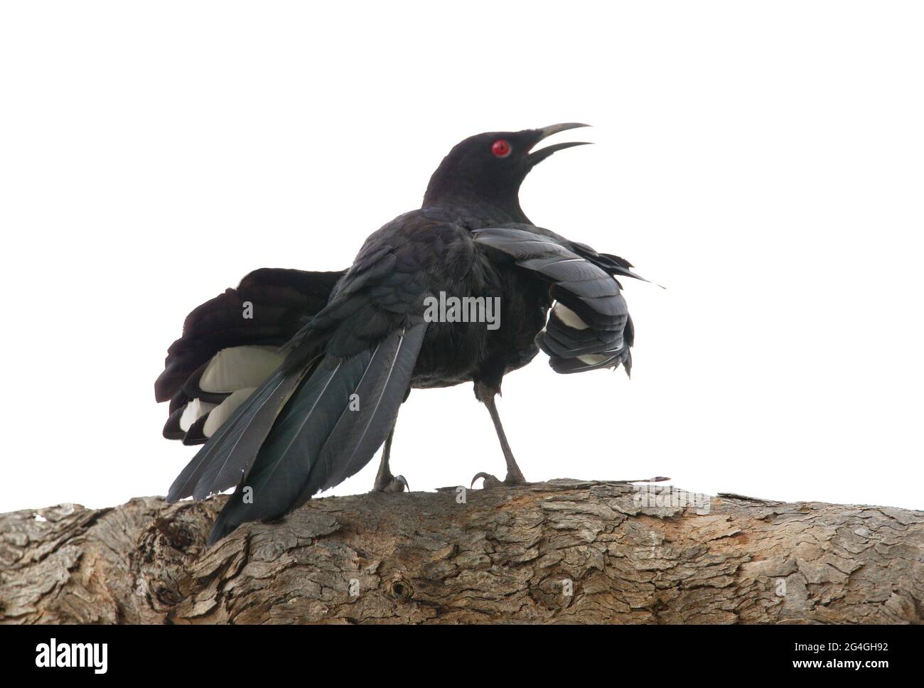 Weißflügeliger Chough (Corcorax melanorhamphos), ein Erwachsener, der in einem Baum thront, dessen Flügel teilweise ausgebreitet sind und den Südosten von Queensland, Australien, rufen Decemb Stockfoto