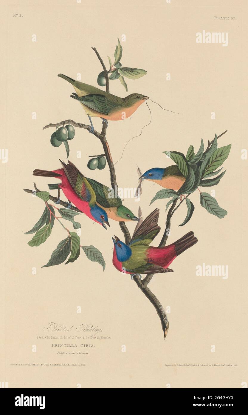 Painted Bunting, 1829. Stockfoto