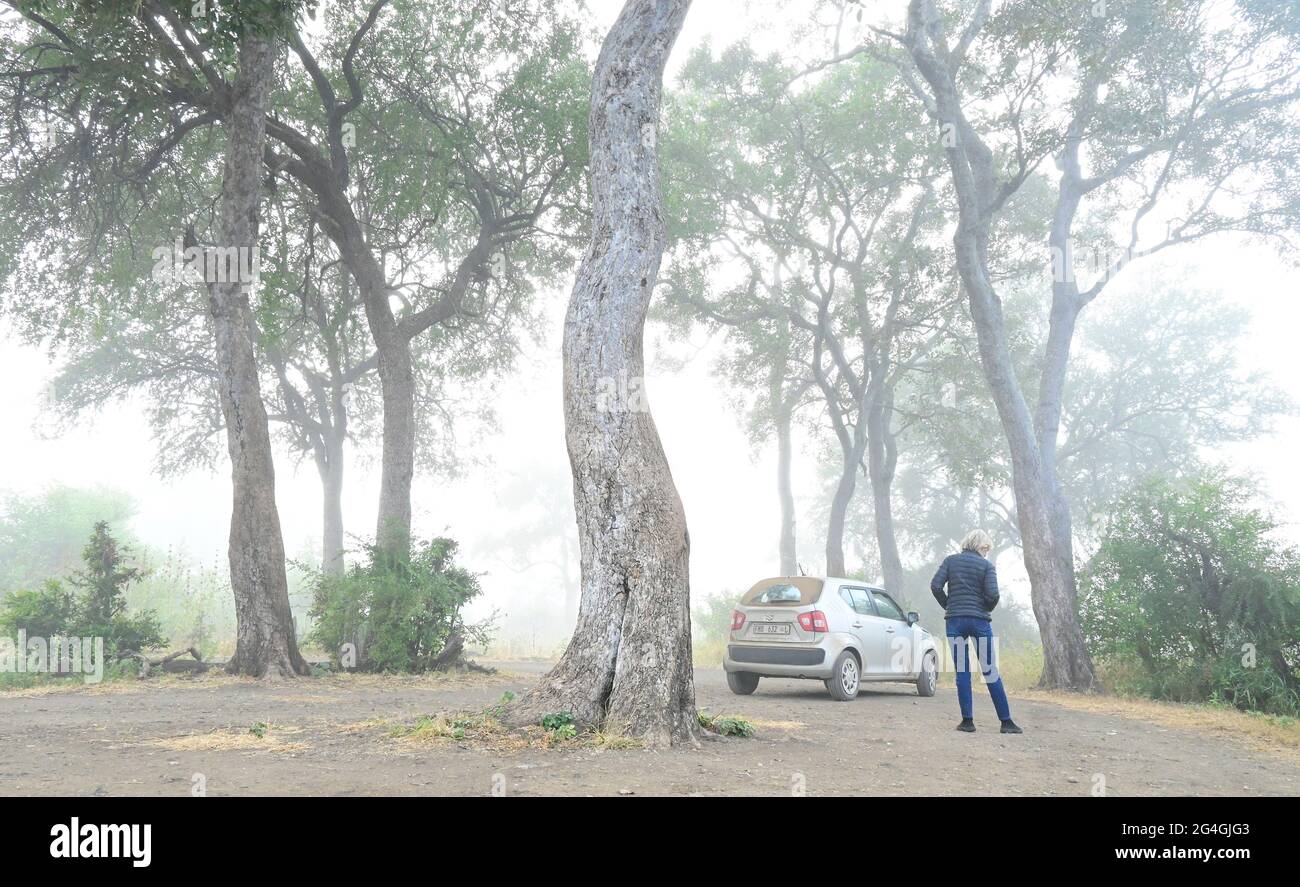 Nyawutsi versteckt sich auf der S50. Straße, Kruger Park, Südafrika Stockfoto