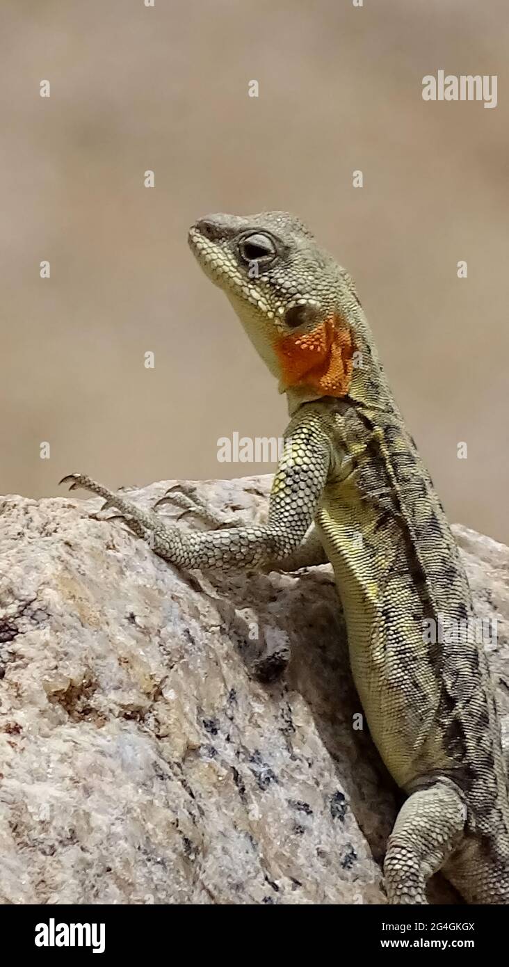 Himalaya-Agama, Paralaudakia himalayana (Steindachner, 1867). Agamideidechse in Zentralasien und Südasien gefunden. Ladakh, Indien Stockfoto