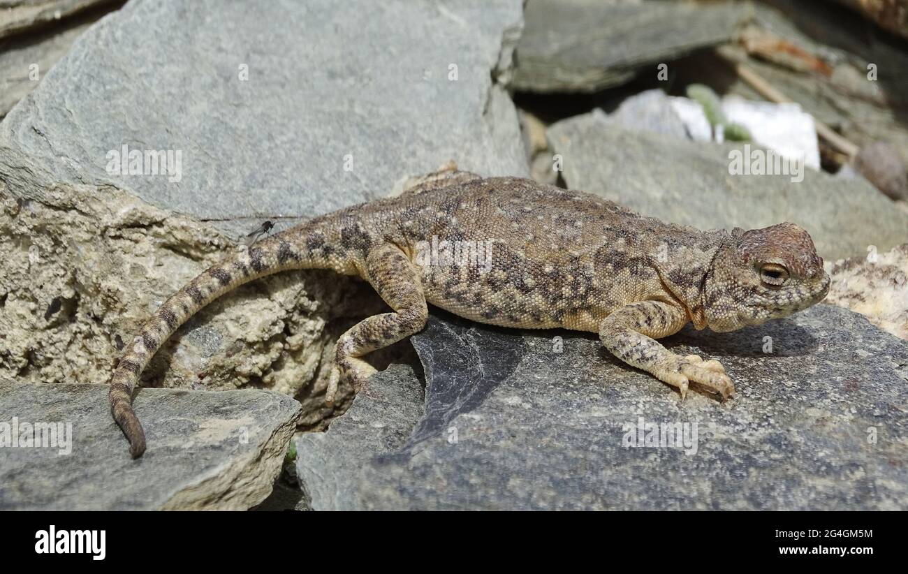 Krötenkopf-Agama, Phrynocephalus theobaldi BLYTH, 1863, Ladakh, Indien. Die Art ist in Asien endemisch. Stockfoto