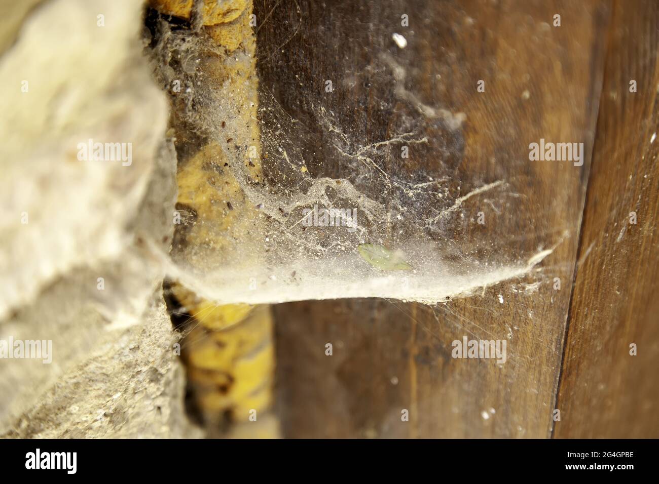 Spinnennetz an alter Holztür, Tiere und Insekten, Schmutz Stockfoto