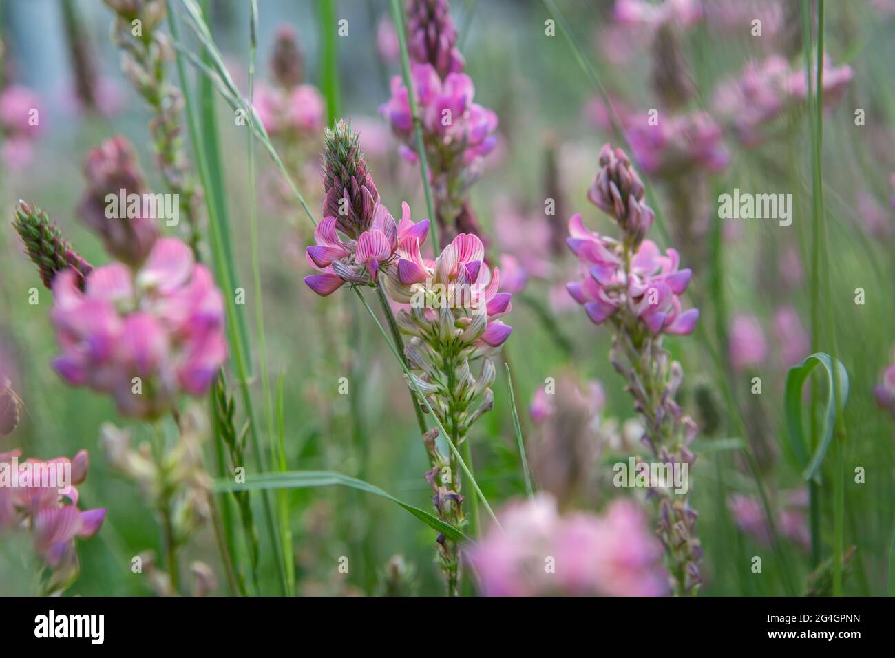 Nahaufnahme einer blühenden Sainfoin-Blüte (Onobrychis Vicifolia). Sainfoin ist eine mehrjährige Futter- und Honigpflanze der Familie der Hülsenfrüchte Stockfoto
