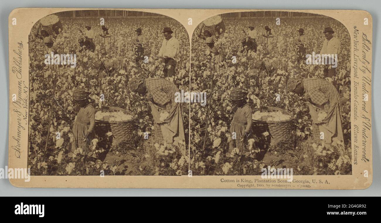 Ein Stereograph mit dem Titel „Cotton is King, Plantation Scene, Georgia, U. S. A.“, gedruckt von Strohmeyer &amp; Wyman. Die Silbergelatine-Drucke zeigen eine Gruppe nicht identifizierter afroamerikanischer Männer, Frauen und Kinder, die auf einem Feld Baumwolle pflücken. Ein großer Korb aus Baumwolle steht im Vordergrund zwischen einem Kind und einer Frau, die sich über das Pflücken von Mollen gebeugt und sie in einen großen Sack gelegt hat, der um ihre Schultern geschlungen ist. Ein Mann im linken Hintergrund ist zu sehen, der einen vollen Korb mit Baumwollbollen auf seinem Rücken trägt. Der Name des Herausgebers ist links und rechts mit dem Titel und dem Copyright gedruckt Stockfoto