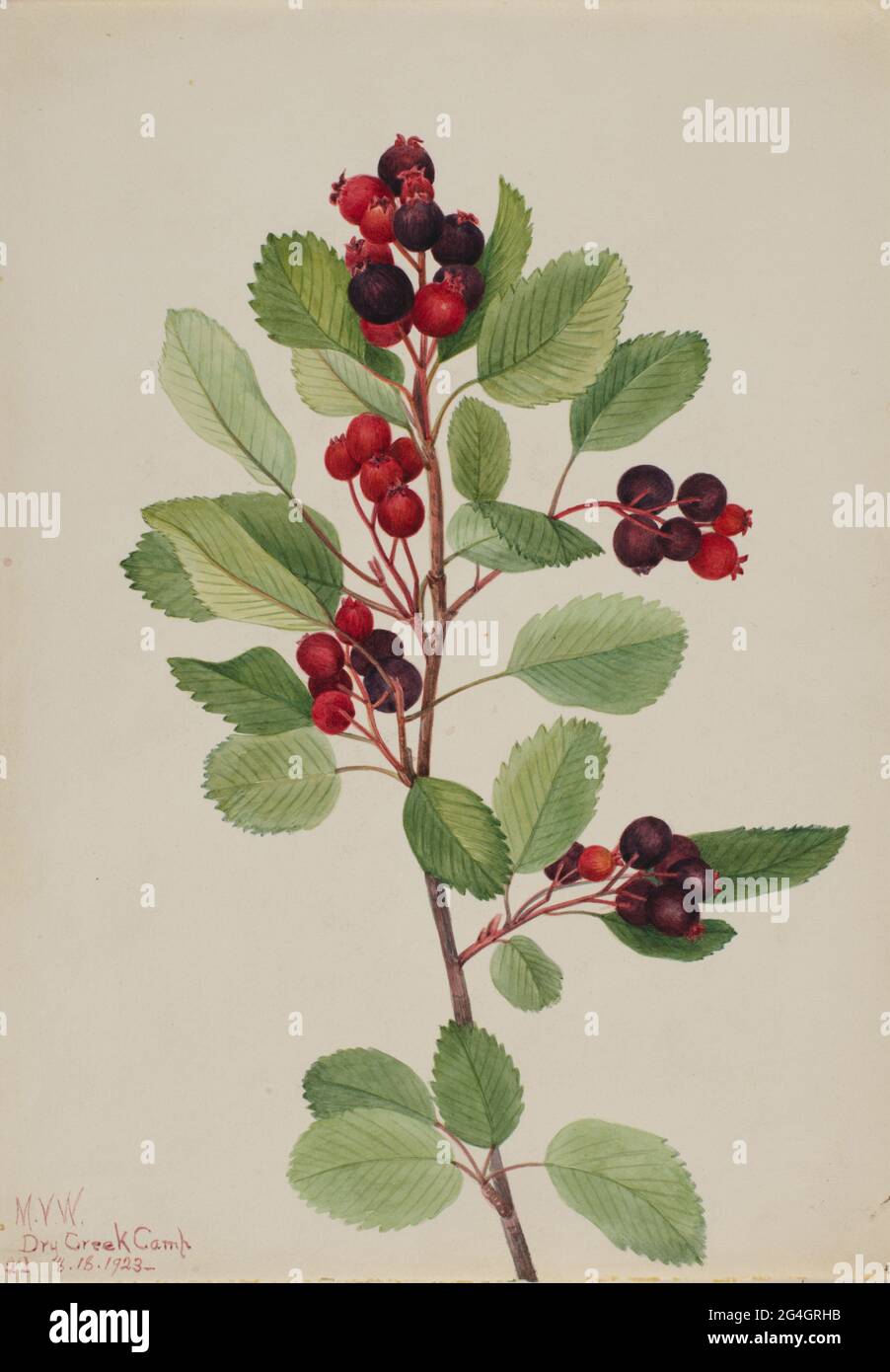 Saskatoon (Amelanchier alnifolia), 1923. Stockfoto