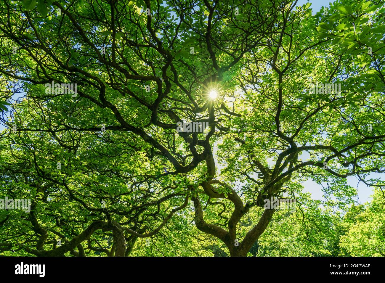 Hintergrund eines verzweigten grünen Baumes mit Sonnenstrahlen. Ansicht von unten. Natur grünes Holz Sonnenlicht. Stockfoto