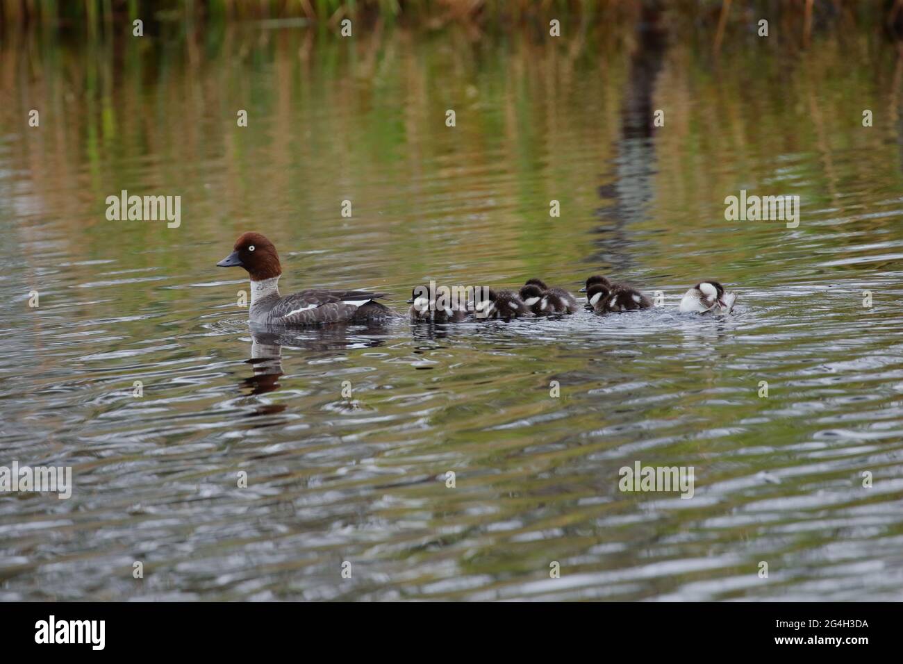 Weibliche Schellente, Bucephala clangula, mit Küken auf dem Loch Mallachie in der Nähe von Loch Garten, Highlands Schottland Großbritannien Stockfoto