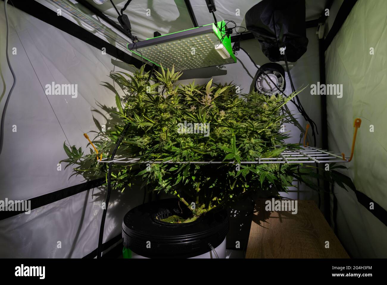Farbe S.A.G.E. Sorte von Marihuana Blume in weißem scrog Netz mit schwarzem Hintergrund Stockfoto