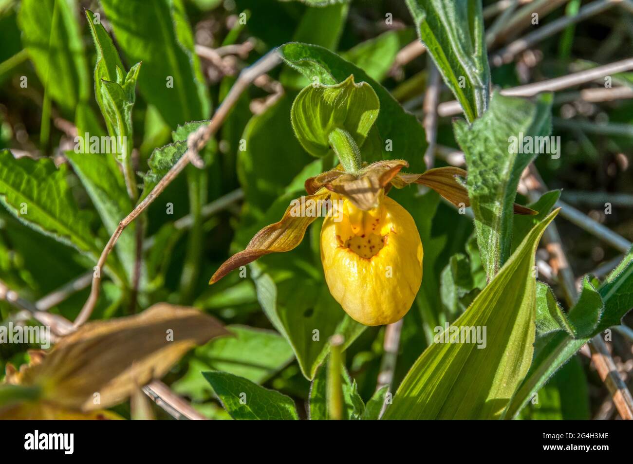 Blume der gelben Damen Pantoffelorchidee, Cypripedium calceolus, wild wachsend. Stockfoto