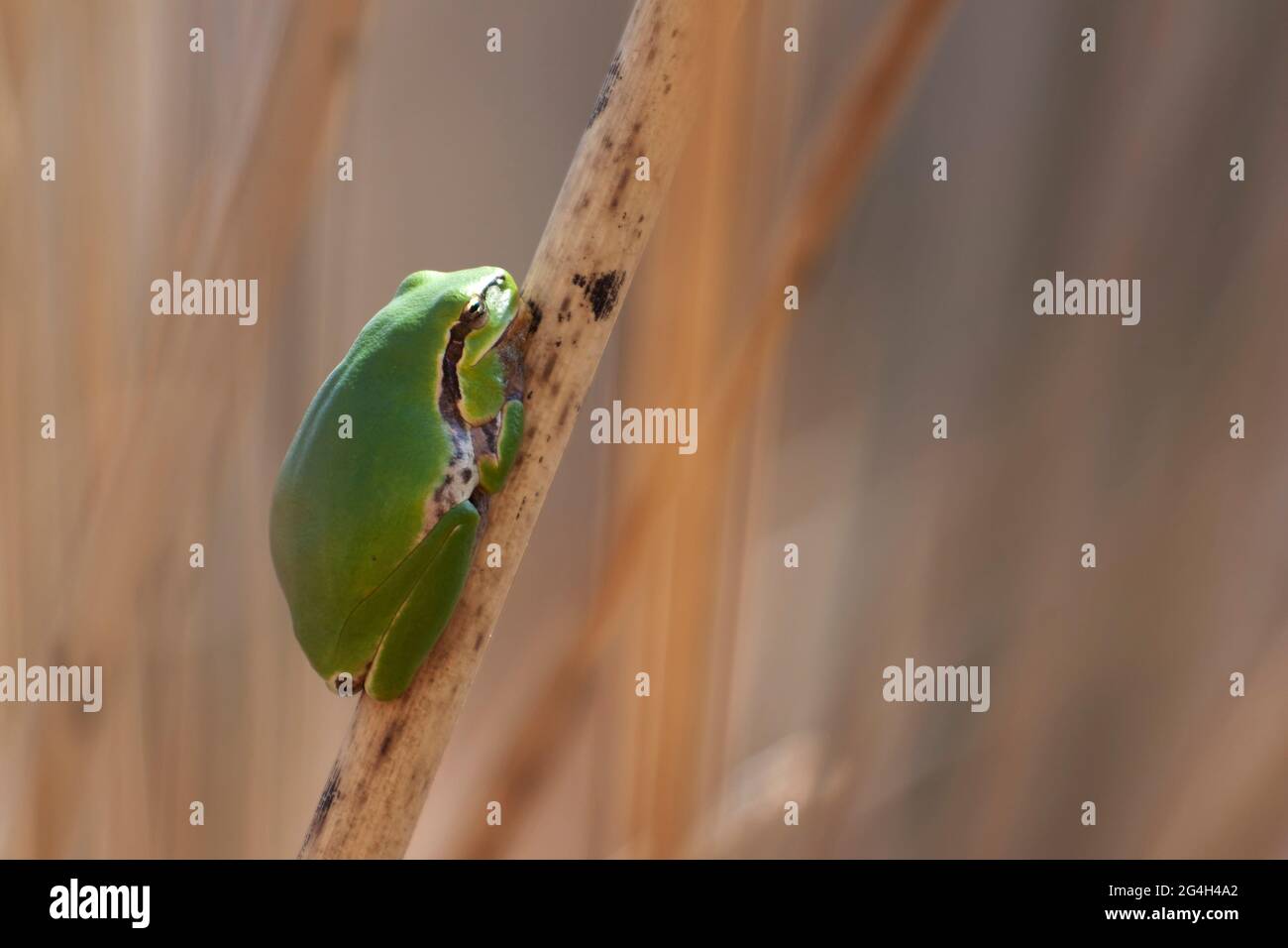 Baumfrosch Hyla meridionalis sitzt auf Ansturm Stockfoto