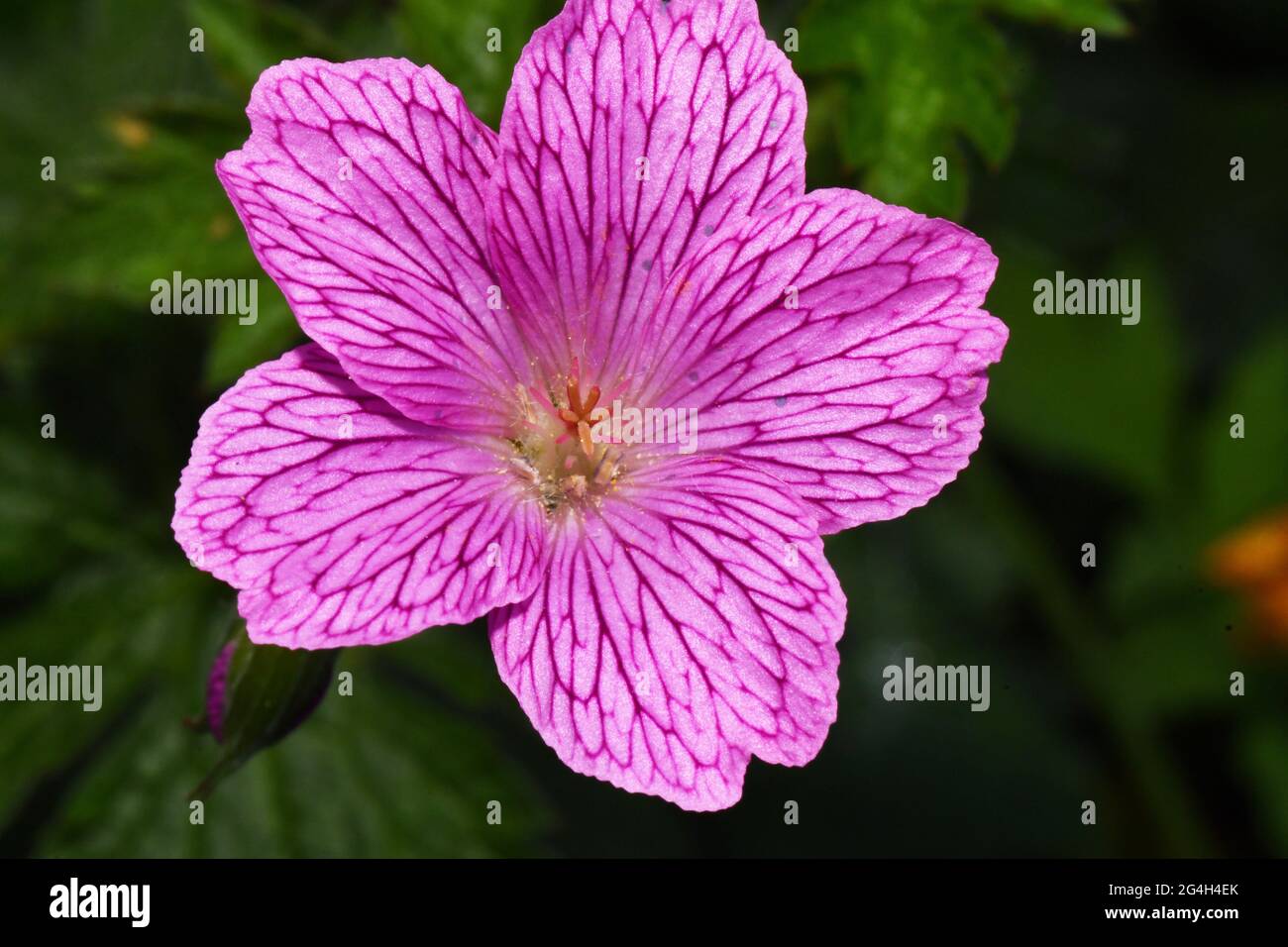 Geranie, Kranichschnabel, Nahaufnahme mit Staubgefäßen um einen Eierstock aus verschmolzenen Karpellen, mit 5 Ästen, rosa Blütenblättern, winterharten Blüten. Stockfoto