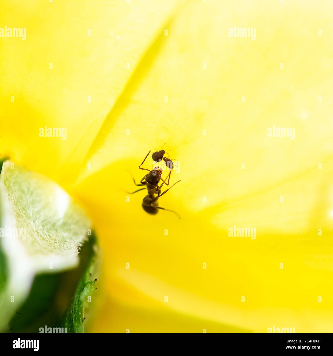 Eine Ameise, die Blattläuse auf einer gelben Rose züchtet Stockfoto