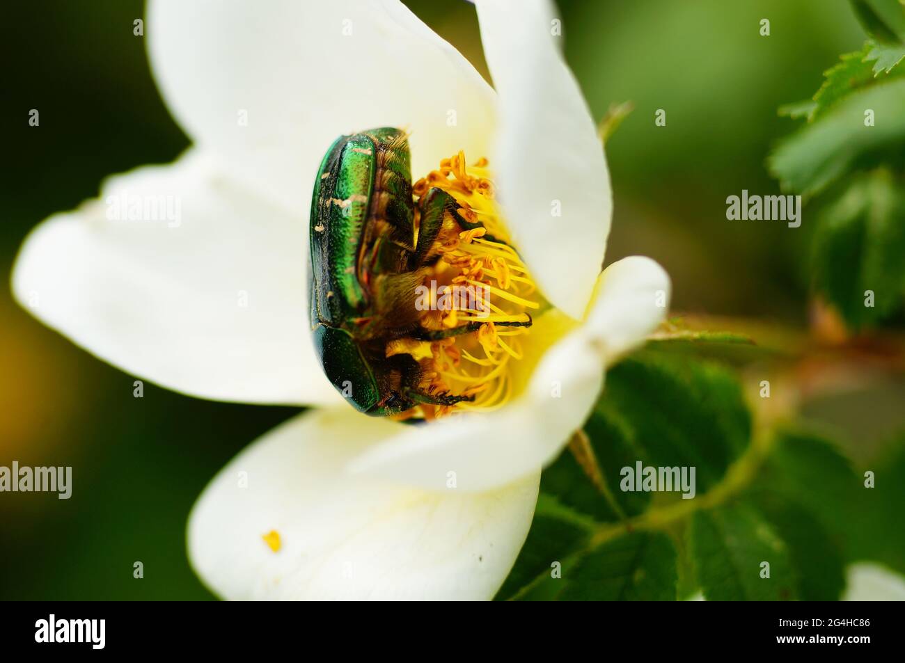 Ein Rosenkäfer frisst Pollen auf einer Rosenblüte. Grüne Rose Chafer auf der Blume einer burnett Rose. Makro mit Details. Stockfoto