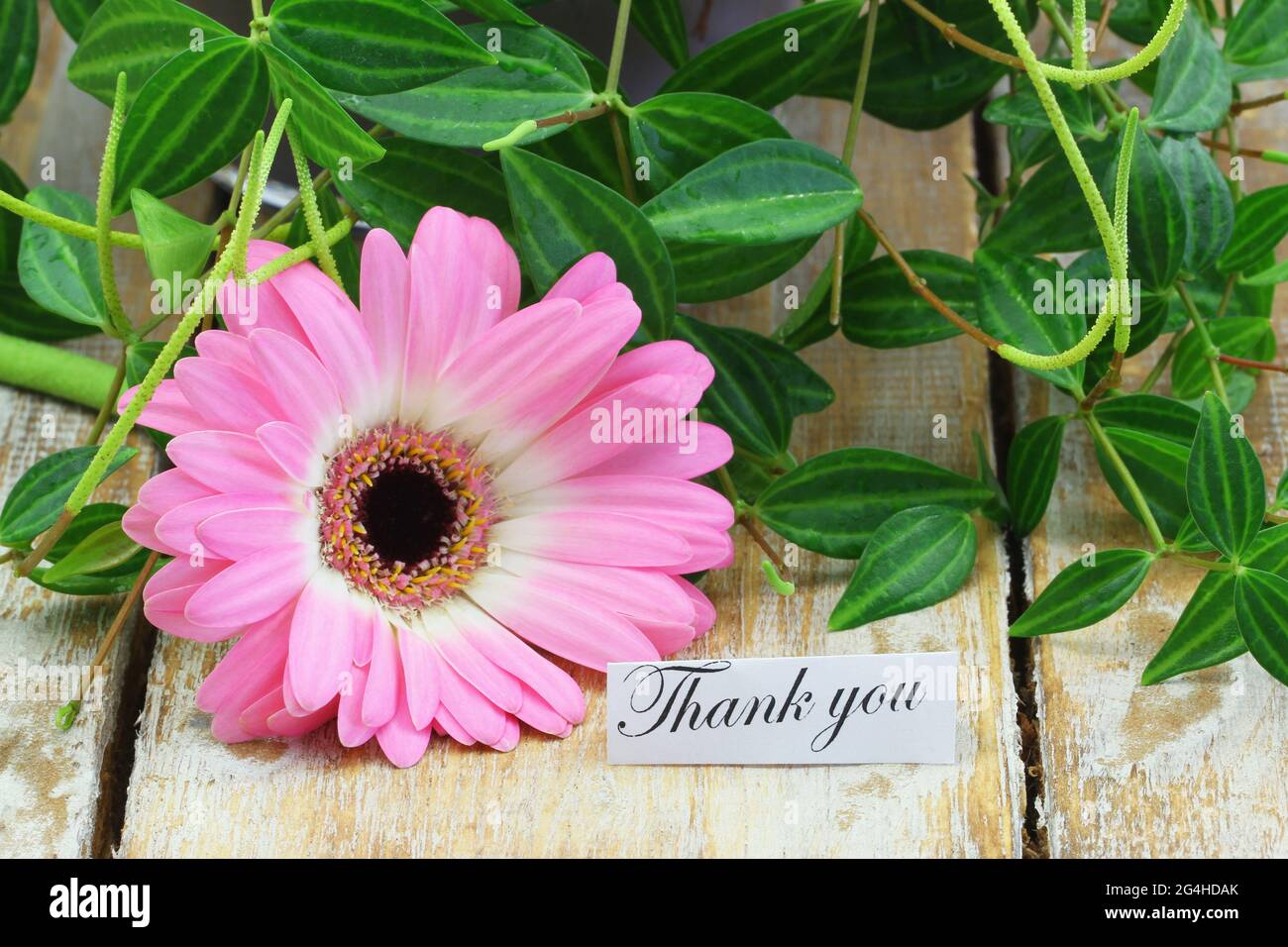 Dankeskarte mit rosa Gerbera Gänseblümchen auf Holzfläche Stockfoto