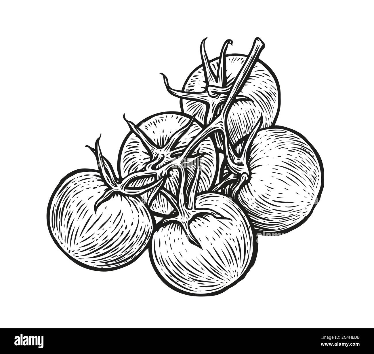 Tomaten auf Ast. Handgezeichnetes Gemüse in Skizze. Vektorgrafik Stock Vektor