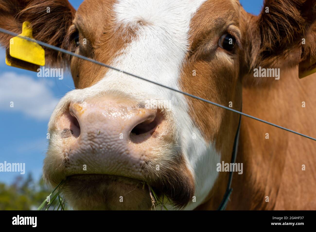 Das Porträt einer Kuh hinter einem Draht mit Elektrizität Stockfoto