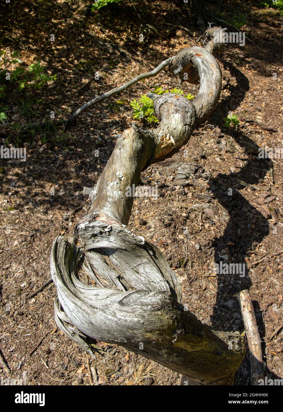 Ein Baumstamm im Wald wird als Schraube verdreht Stockfoto