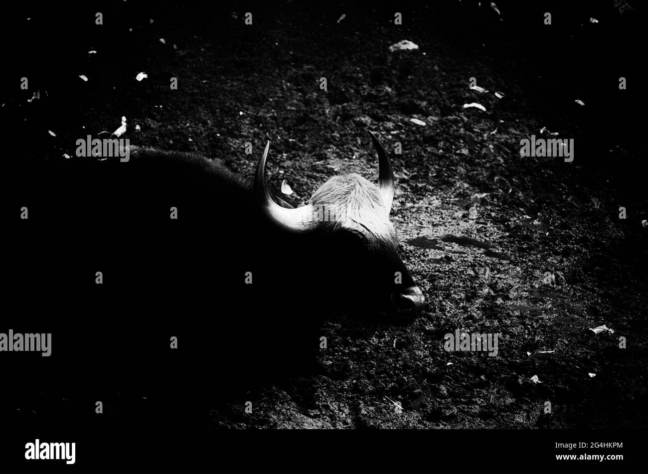 Abstrakter Gaur, Kunst und Tierwelt Stockfoto