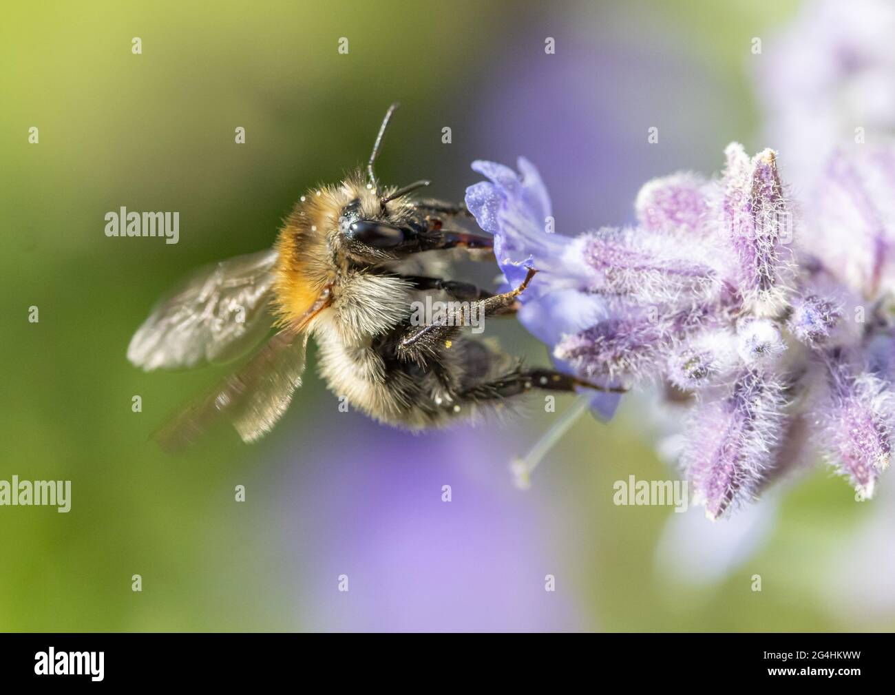 Eine Hummel saugt aus einer lavandula-Blume in einem Garten. Stockfoto