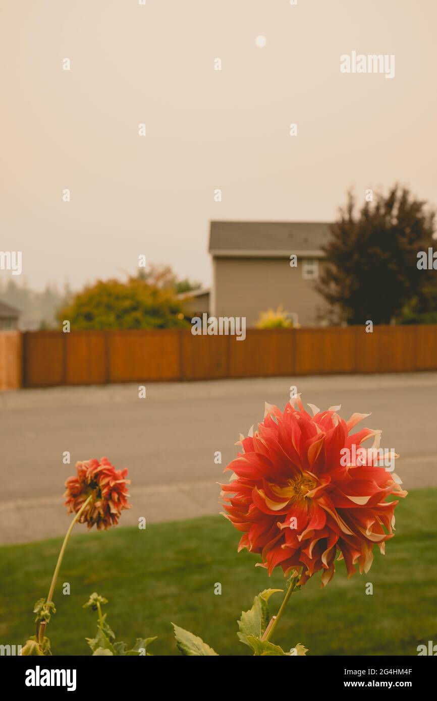 Wohngebiet mit Dunst und rauchigem Himmel von Waldbränden Stockfoto