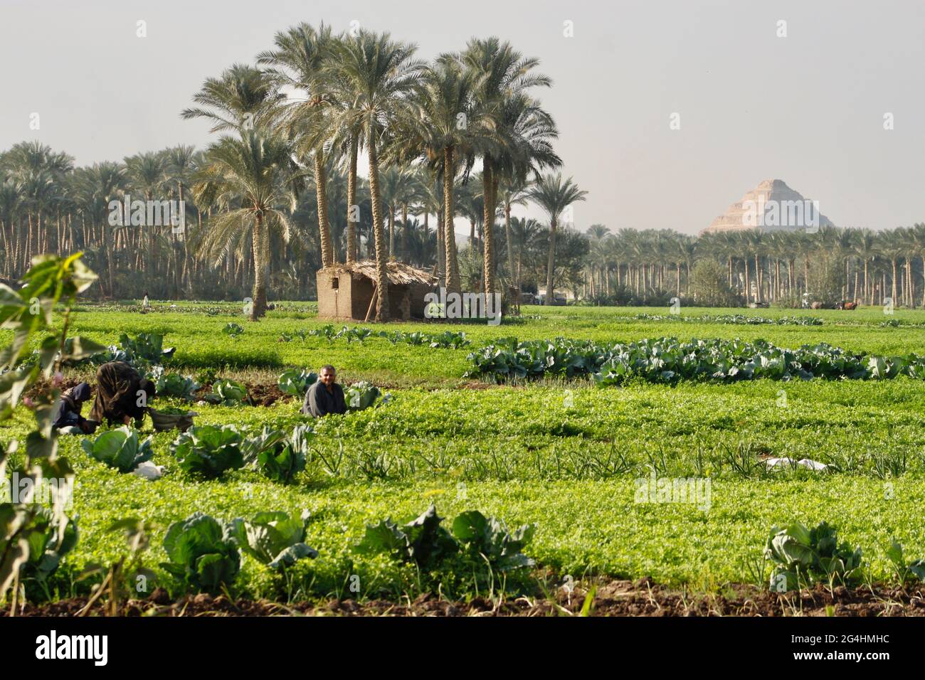 Ägyptische Familie von Bauern auf ihrer täglichen Arbeit auf dem Feld, im Blick mit Saqqara Schritt Pyramide von König Djoser. Stockfoto