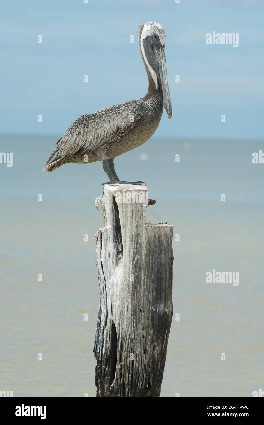 pelikan steht auf einem alten Holzstamm in der karibik Stockfoto