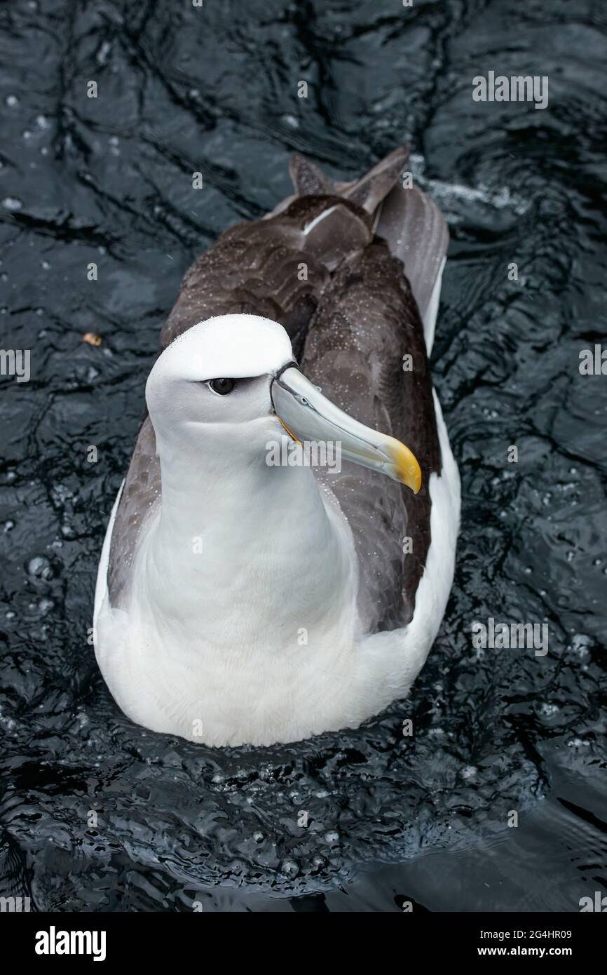 White-capped Mollymawk (Shy Albatross), Doubtful Sound, Fiordland National Park, South Island, Neuseeland Stockfoto