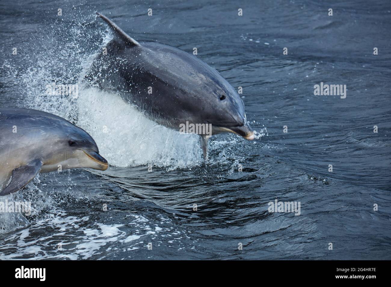 Große Tümmler (Tursiops trunkatus), Doubtful Sound, Fiordland National Park, South Island, Neuseeland Stockfoto