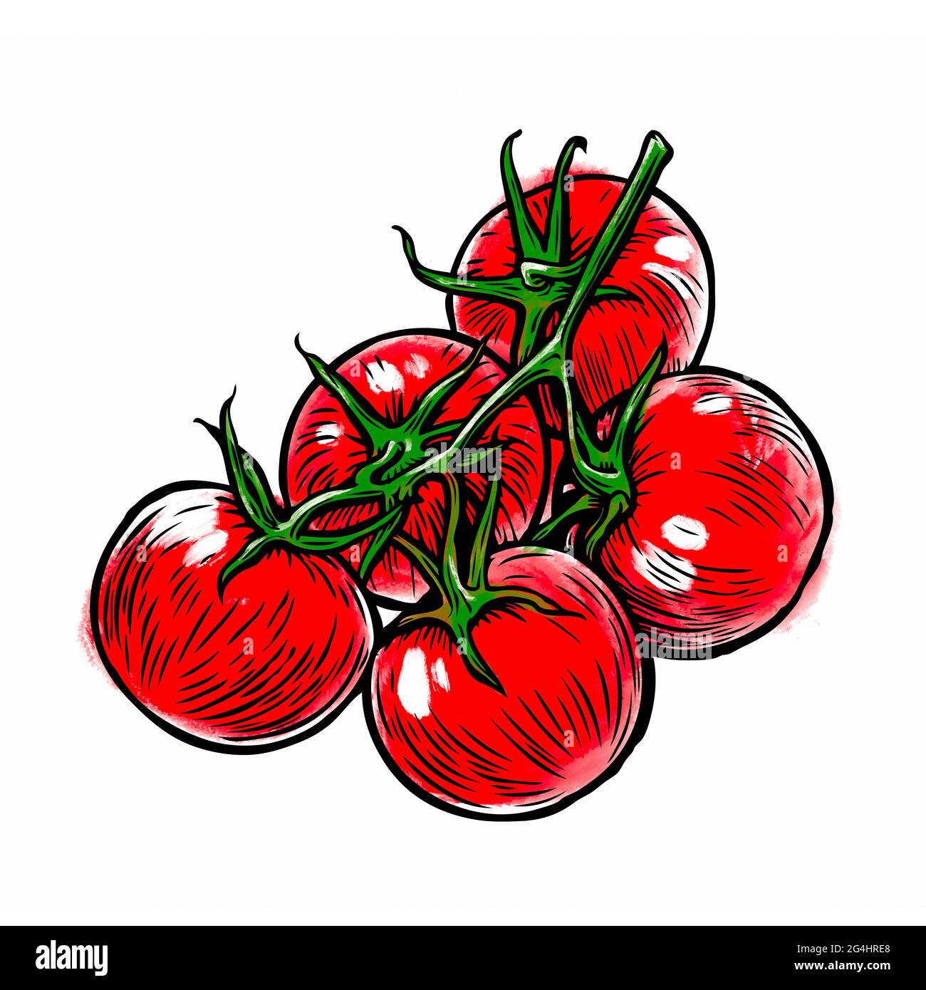 Tomaten auf Zweig Abbildung. Gemüse isoliert auf weißem Hintergrund Stockfoto