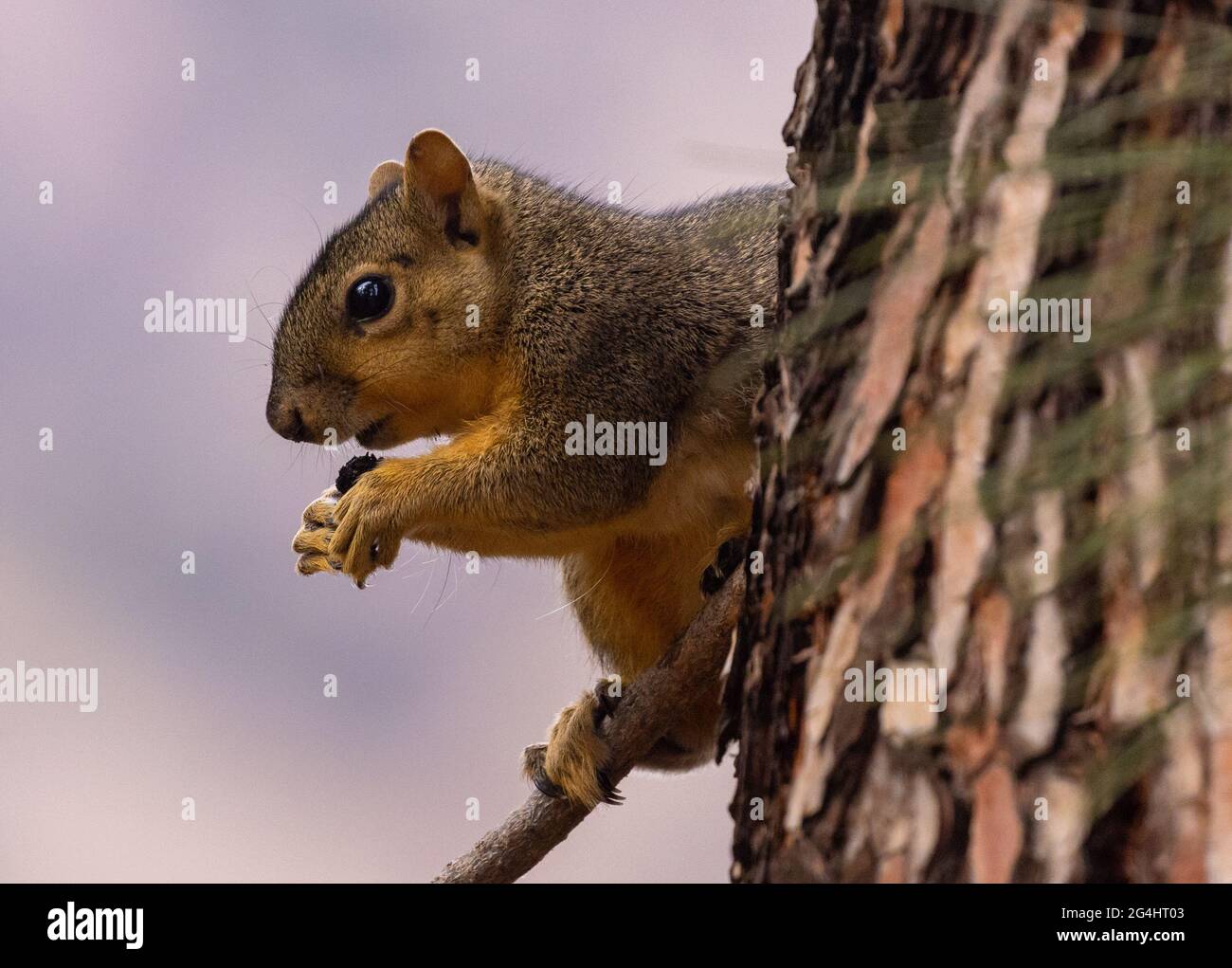 Eichhörnchen hautnah Stockfoto