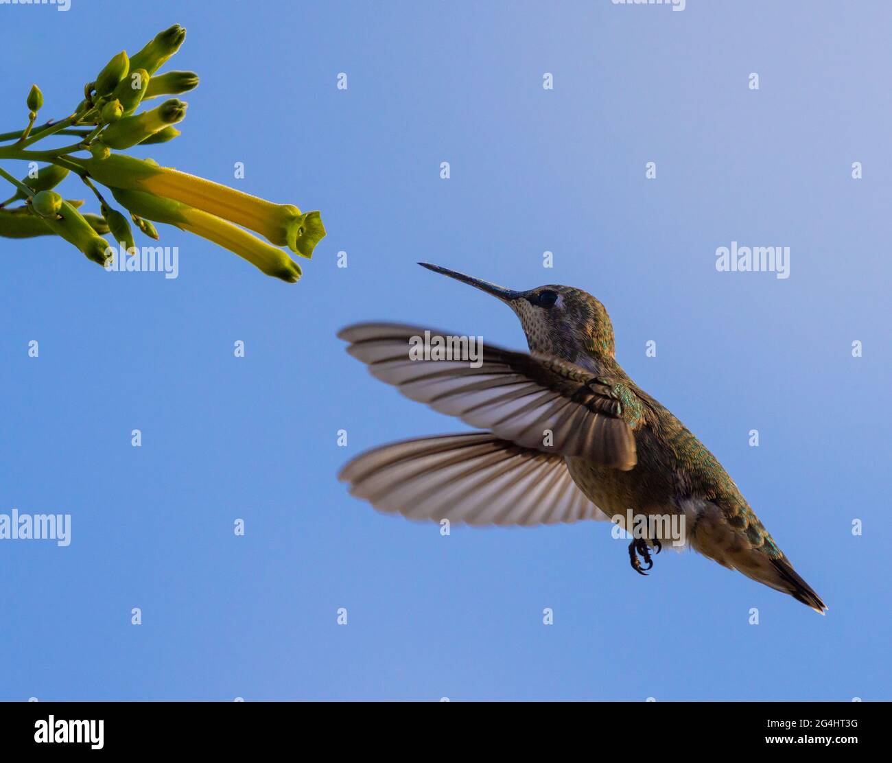 Kolibri im Flug Stockfoto