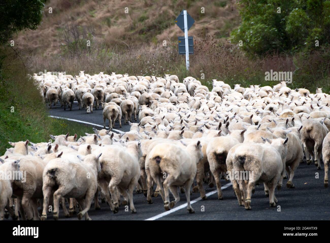 Schafe werden auf einer Straße in der Nähe von Piopio, Waikato, North Island, Neuseeland Stockfoto