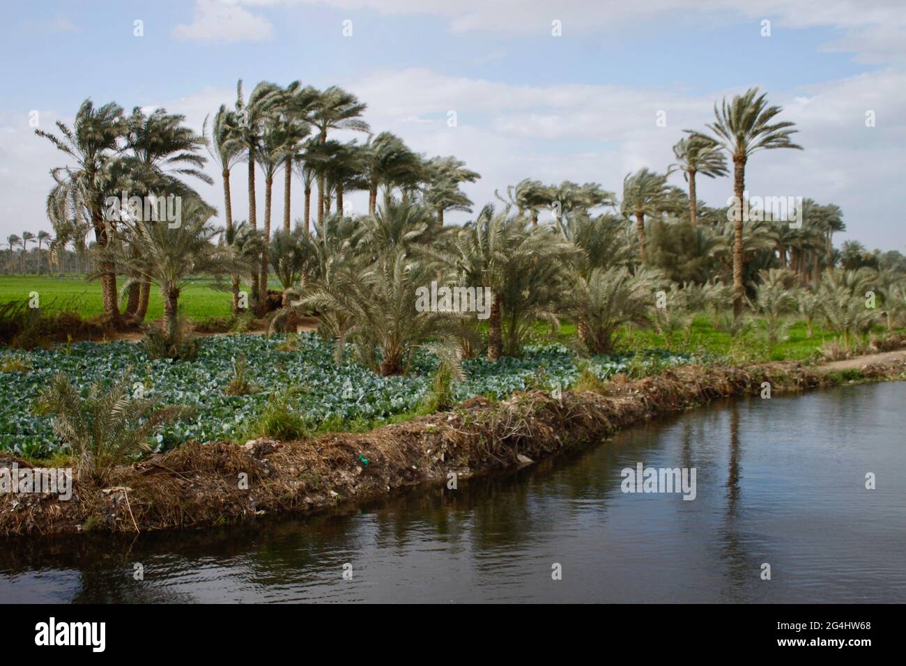 Saqqara Felder entlang eines Nilkanals. Saqqara Village, Giza, Ägypten. Stockfoto