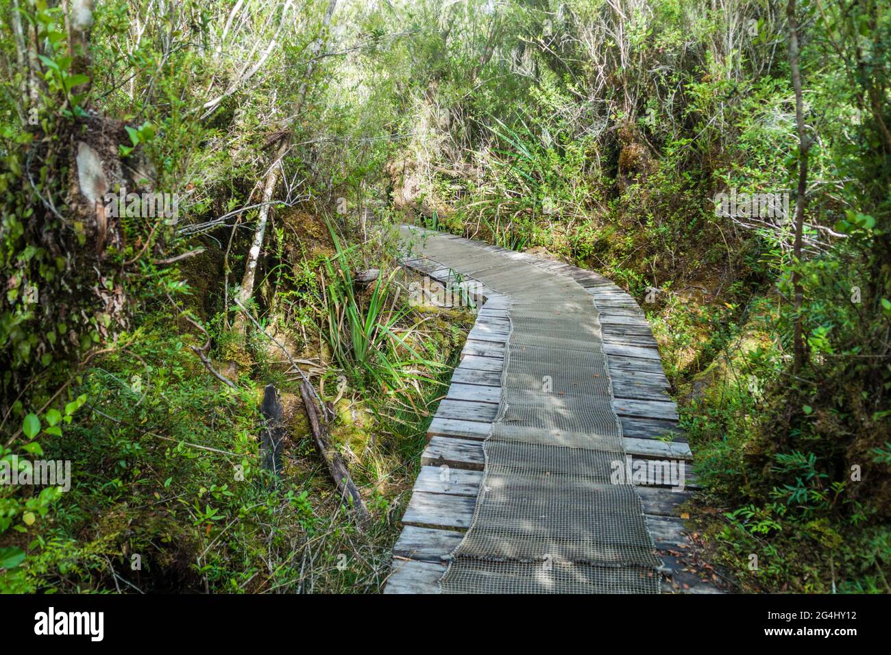 Promenade in einem Wald im Nationalpark Chiloe, Chile Stockfoto