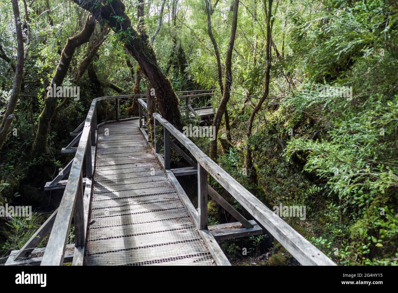 Promenade in einem Wald im Nationalpark Chiloe, Chile Stockfoto