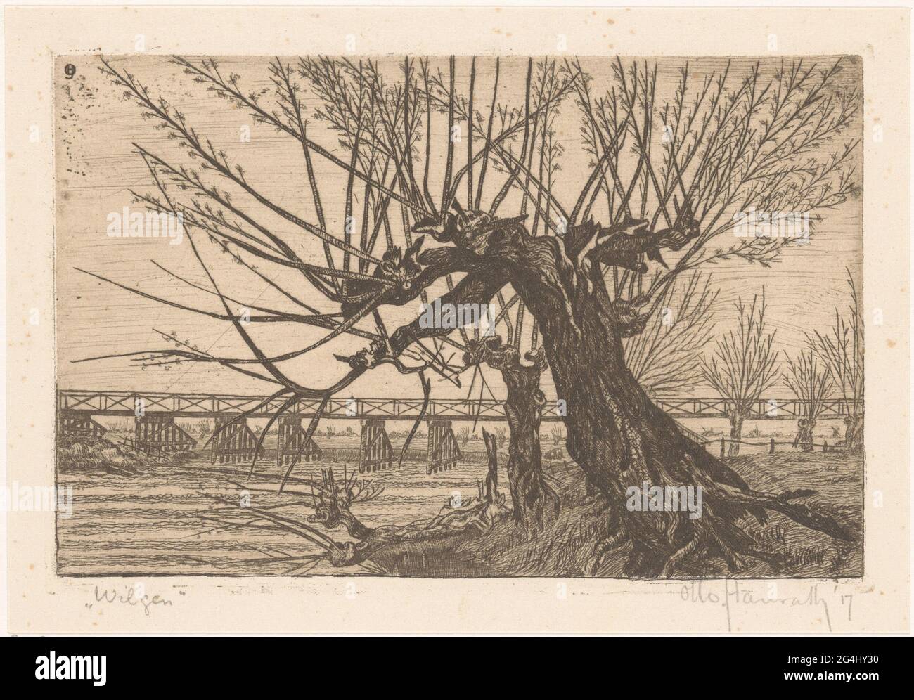 Weiden. Knotwilgen an einer Brücke. Stockfoto
