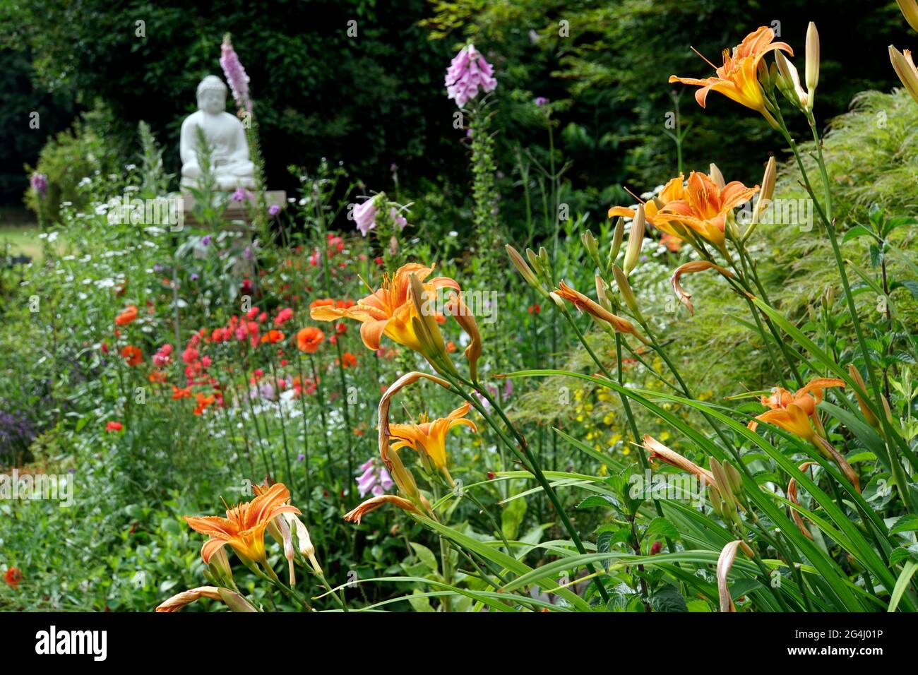 Gelbrote Taglilie (Hemerocallis fulva) Stockfoto