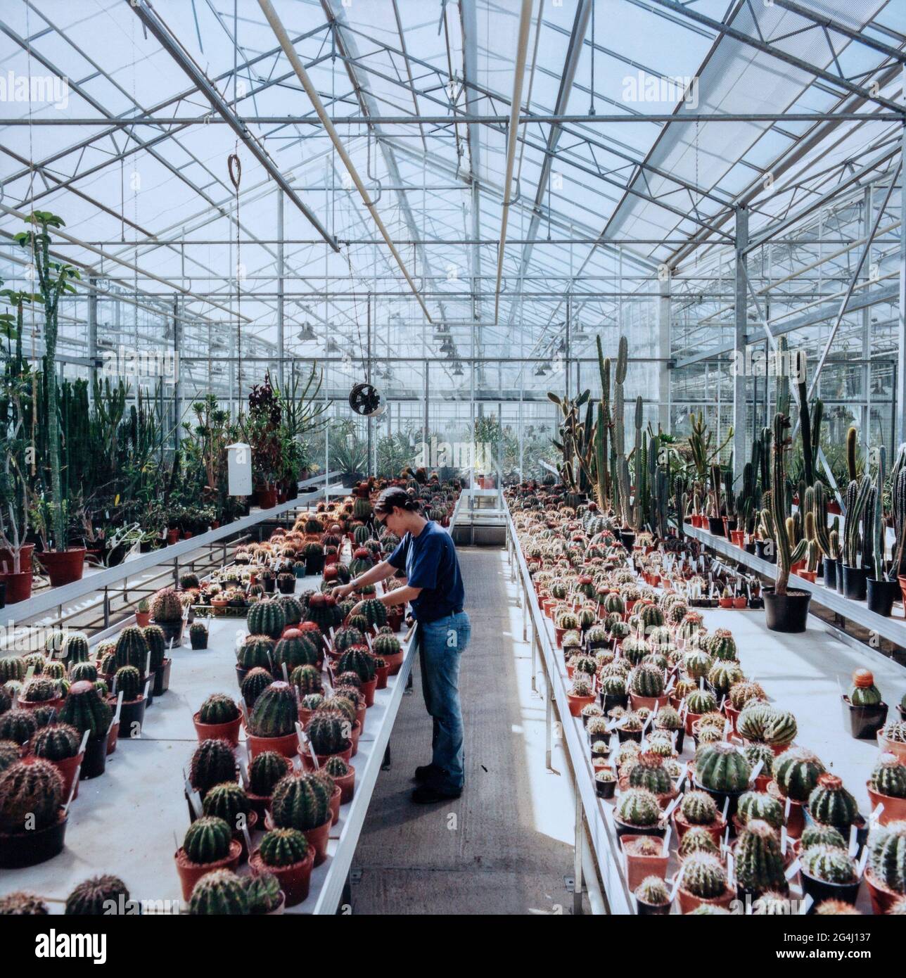 Gärtner, der die Kakteen-Sammlung in der Gärtnerei der Royal Botanic Gardens, Kew, London, England, betreibt Stockfoto
